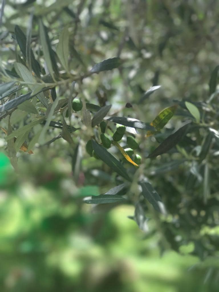 Olio per il benessere